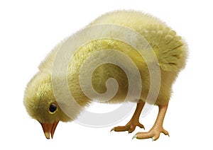 3D Rendering Easter Chick on White