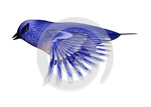 3D Rendering Eastern Bluebird on White