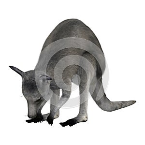 3D Rendering Eastern Grey Kangaroo