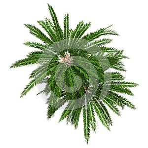 3D Rendering Encephalartos Woodii Palm Trees on White