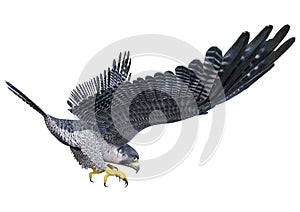 3D Rendering Falcon Bird on White