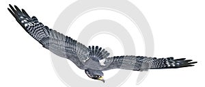 3D Rendering Falcon Bird on White
