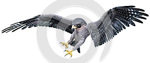 3D Rendering Falcon Bird on White