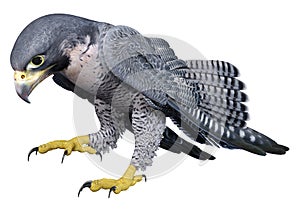 3D Rendering Falcon Bird on White