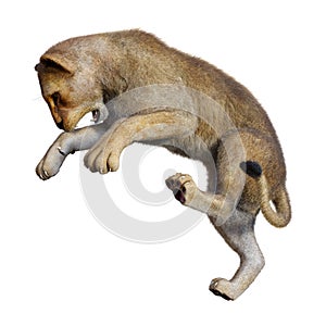 3D Rendering Female Lion on White