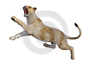 3D Rendering Female Lion on White