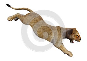 3D Rendering Female Lion on White