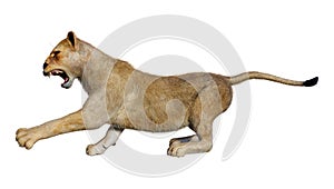 3D Rendering Female Lion on White