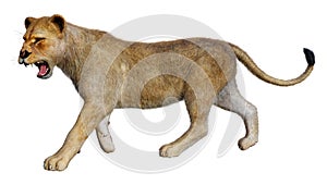 3D Rendering Female Lion on White