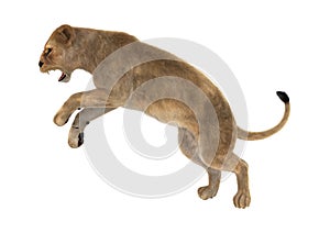 3D Rendering Female Lion on White