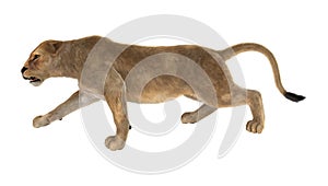 3D Rendering Female Lion on White