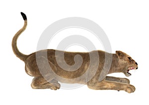 3D Rendering Female Lion on White