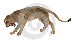 3D Rendering Female Lion on White