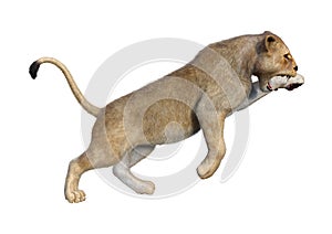 3D Rendering Female Lion on White