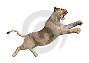 3D Rendering Female Lion on White