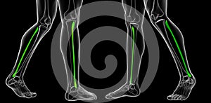 3d rendering of fibula bone
