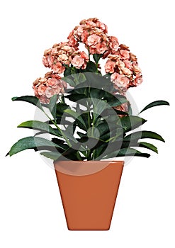 3D Rendering Flaming Katy Flower on White