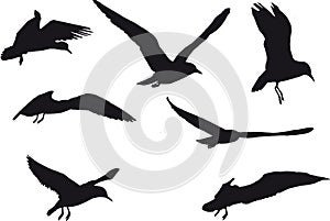 3d rendering of a flock of seven black birds on white background