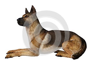 3D Rendering German Shepherd on White