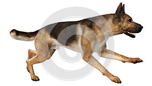 3D Rendering German Shepherd on White