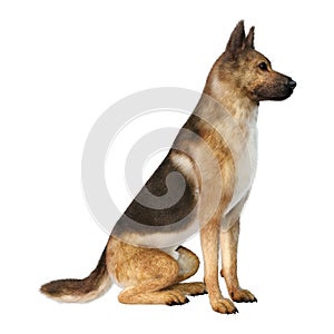 3D Rendering German Shepherd on White