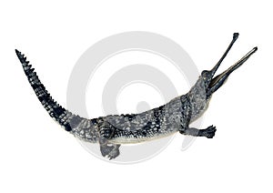 3D Rendering Gharial Crocodile on White