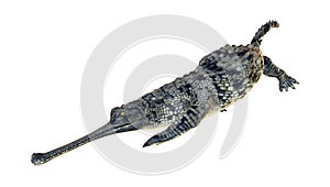 3D Rendering Gharial Crocodile on White