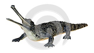 3D Rendering Gharial on White