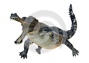 3D Rendering Gharial on White