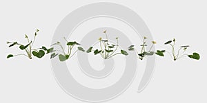 3D Rendering Giant Fern on White Bush of a green forest fern plant. Tropical leaves foliage plant bush on white background