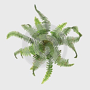 3D Rendering Giant Fern on White Bush of a green forest fern plant. Tropical leaves foliage plant bush on white background