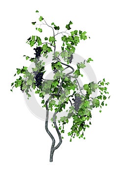 3D Rendering Grapevine on White