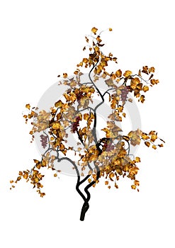 3D Rendering Grapevine on White