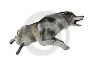 3D Rendering Gray Wolf on White