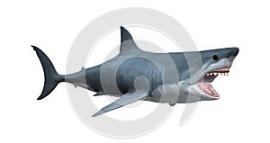 3D Rendering Great White Shark on White
