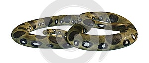 3D Rendering Green Anaconda on White