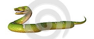 3D Rendering Green Tree Python on White