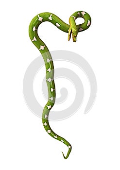 3D Rendering Green Tree Python on White