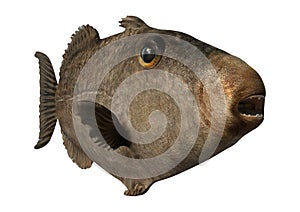 3D Rendering Grey Triggerfish on White