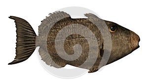 3D Rendering Grey Triggerfish on White
