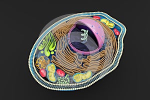 3D rendering of the human cell cross section