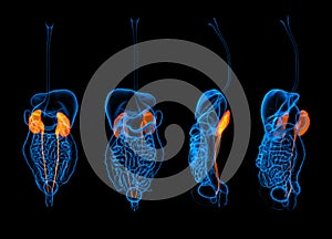 3d rendering human digestive system kidney