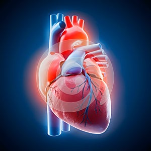 3D rendering human heart anatomy, emphasizing medical science and cardiovascular health