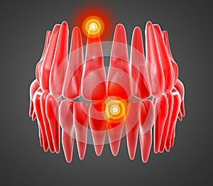 3d rendering of human teeth