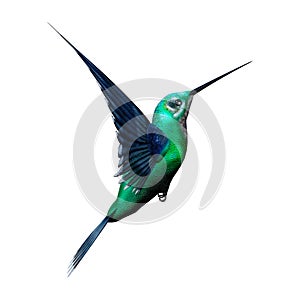 3D Rendering Humming Bird on White