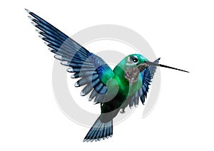 3D Rendering Humming Bird on White