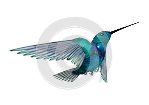 3D Rendering Humming Bird on White