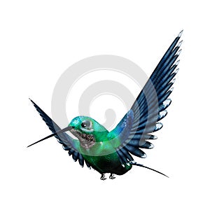 3D Rendering Humming Bird on White