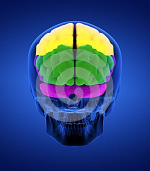 3D rendering illustration of brain