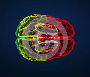 3D rendering illustration of brain